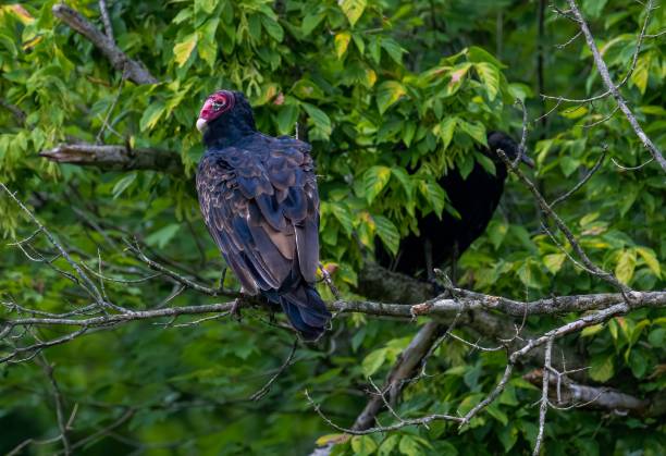 istock Closeup of a Turkey vulture perched on a green tree branch 1443183916