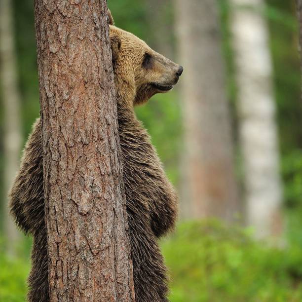 istock Jungle bear hiding behingd a tree with grass and other trees in the bokeh background 1443183917