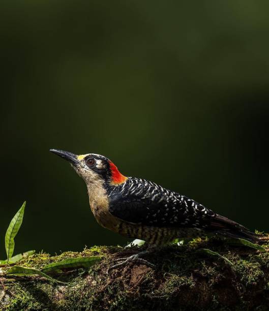 istock Black cheeked woodpecker on a tree branch 1443183958