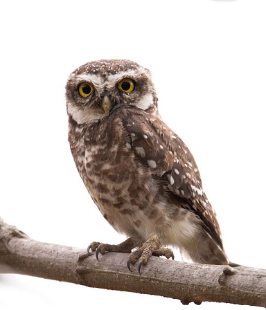 An owl standing on a tree branch isolated on a white background