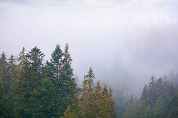 istock coniferous forest on a foggy autumn day 1443184138