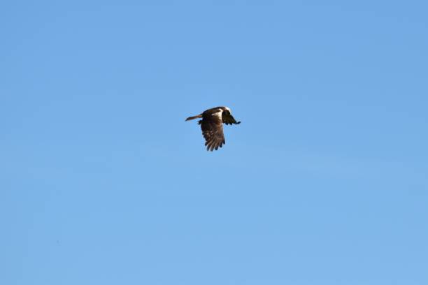 istock Single bird flying in the blue sky 1443184172