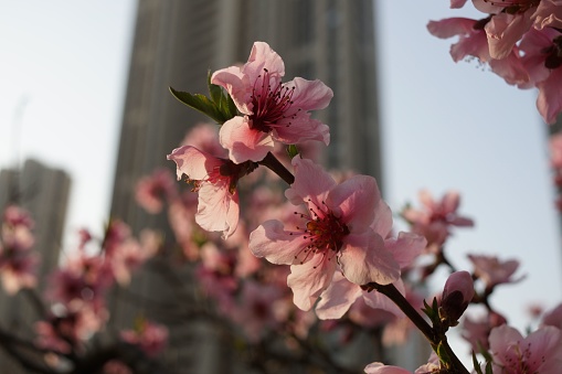 A close up shot of Cherry Blossom flowers on a city background with a bokeh effect