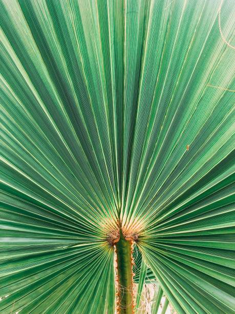 istock Vertical closeup of the cabbage-tree palm leaf ( Livistona australis) 1443184269