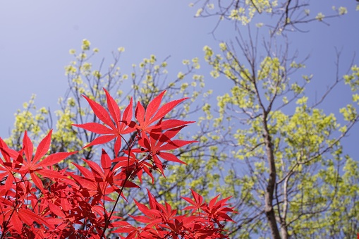 A close up view of a red maple leaf with other trees and blue sky in the background