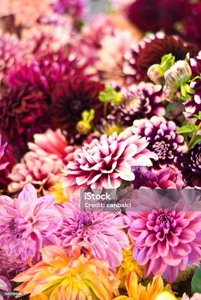 Flower bouqettes for sale at the Pike Place Market, Seattle Colorful flower bouquets for sale at the Pike Place Market, Seattle. Short depth of field. Pike Place Market Stock Photo