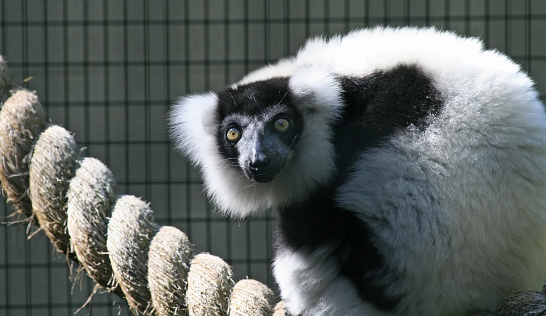 The Black-and-white Ruffed Lemur