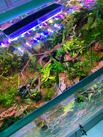 Stock photo showing elevated view of an indoor tropical aquarium, landscaped with fine sand gravel, live green plants and bogwood.