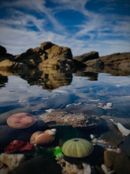 istock Vertical shot of Shells under the water with rocks in the background 1443185149