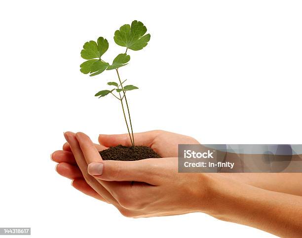 Plant - Fotografie stock e altre immagini di Piantina di semenzaio - Piantina di semenzaio, Tazza, Terreno