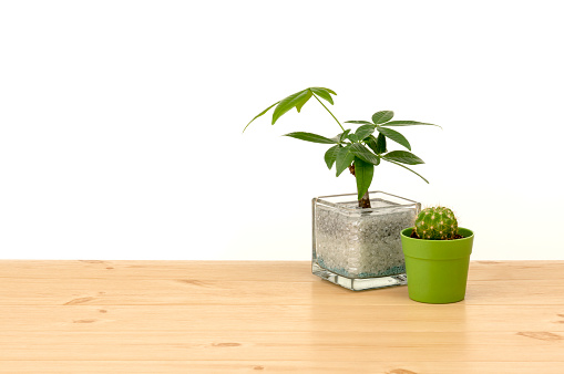 Image of a room with houseplants on white walls and flooring