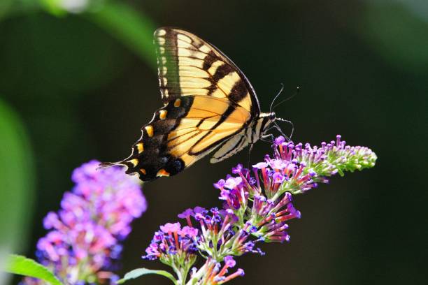 istock Eastern tiger swallowtail butterfly feeding on a lilac flower 1443186249
