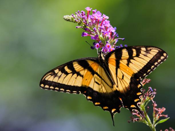istock Eastern tiger swallowtail butterfly spreading its wings while perching on a lilac flower 1443186258