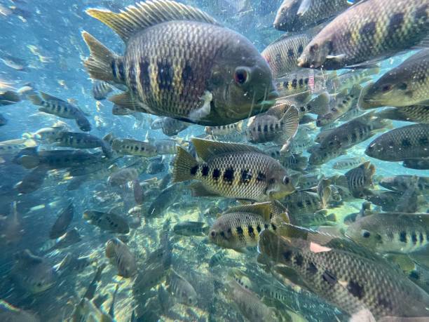 istock Flock of Spotted tilapia fish in the tranquil underwater 1443186261