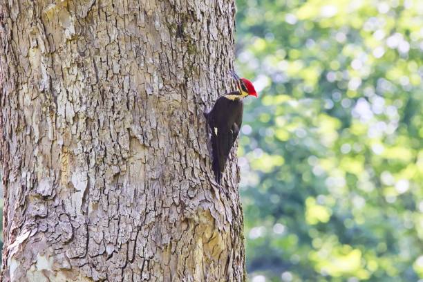 istock Pileated woodpecker clinging to a large tree trunk 1443186326