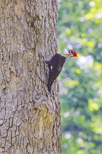 istock Pileated woodpecker clinging to a large tree trunk in bright sunlight. Vertical shot 1443186330