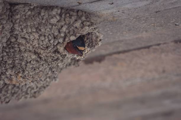 istock Selective focus shot of a Common house martin in a nest 1443186344