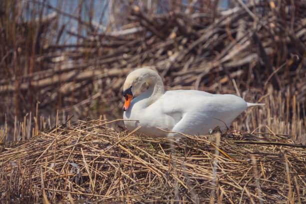 istock Selective focus shot of a Swan sitting on a nest 1443186359