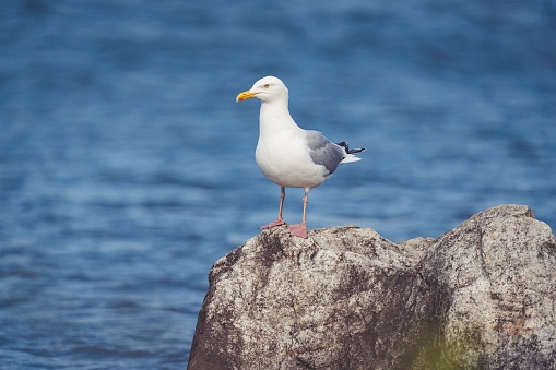 A selective focus shot of a Seagull on a rock