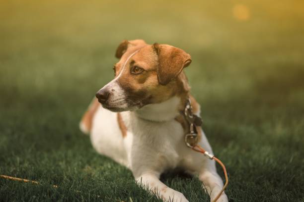 istock a dog sitting in the grass 1443187041
