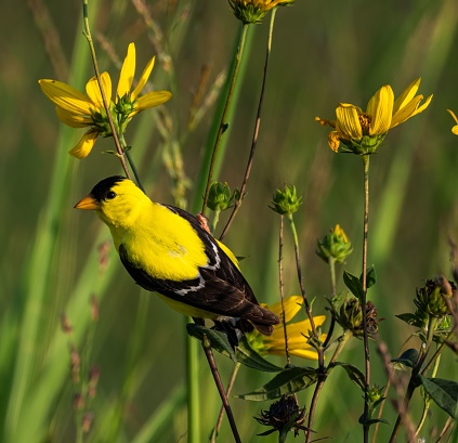 A closeup of an American Goldfinch perched on flowers in a field with a blurry background