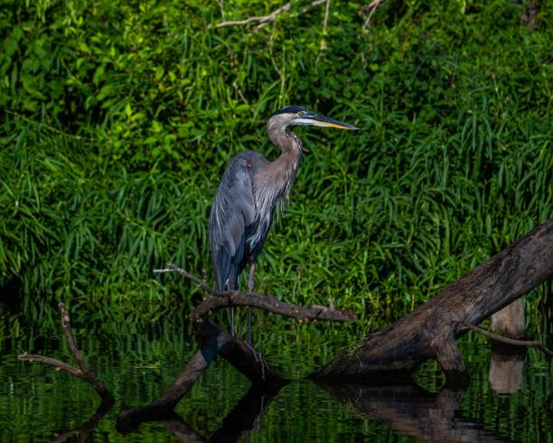 istock Beautiful shot of a great blue heron 1443187126