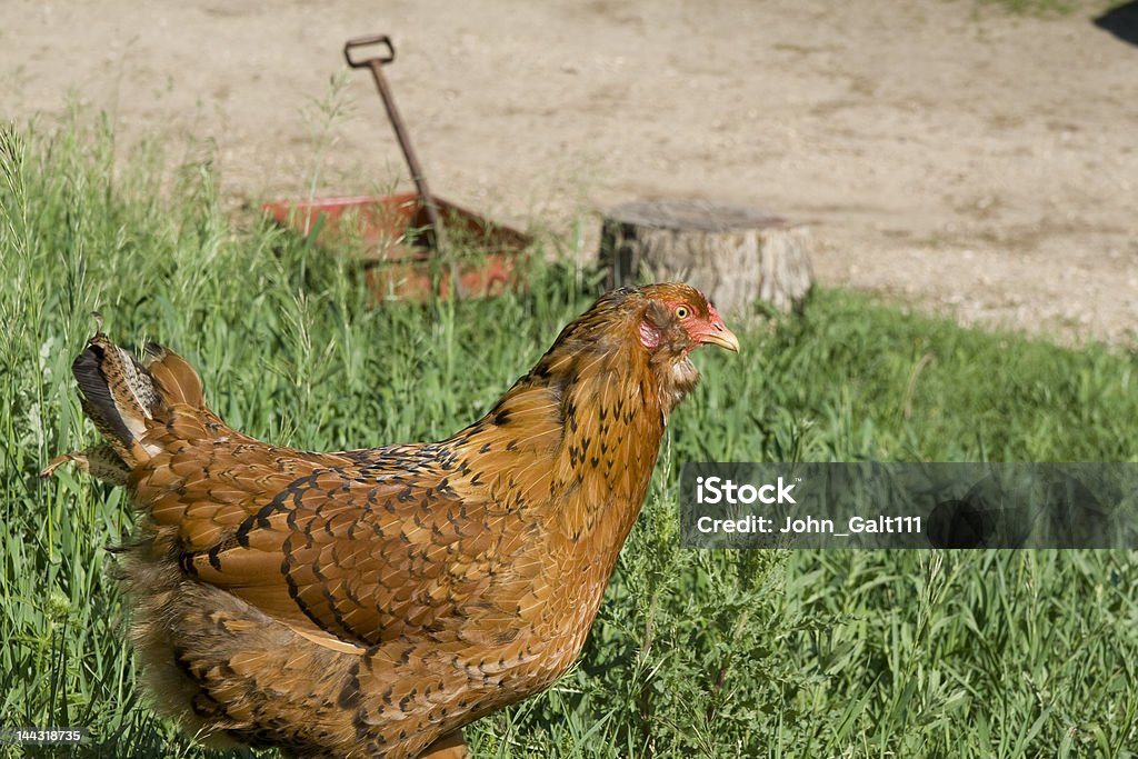 Chicken A chicken walking with a wagon in background. Chicken - Bird Stock Photo