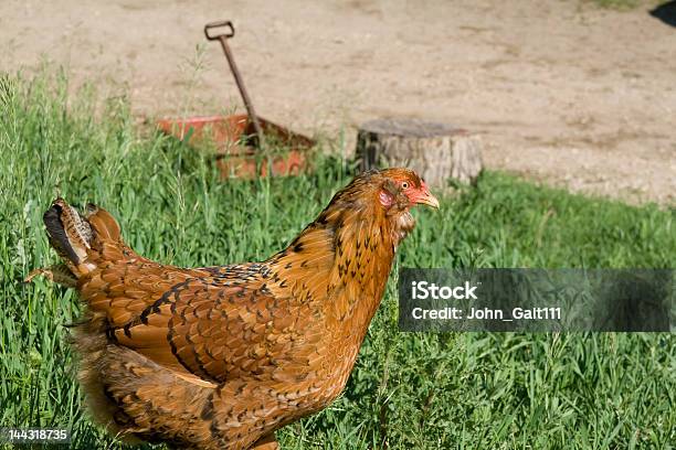 Chicken Stock Photo - Download Image Now - Chicken - Bird, Farm, Grass