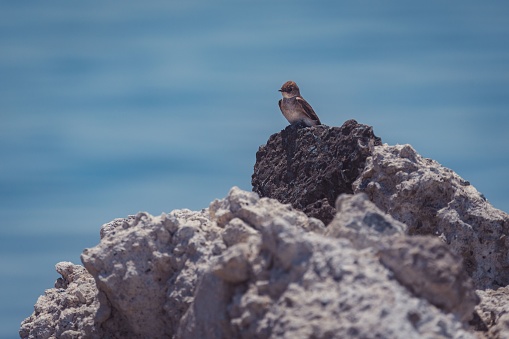 A cute little sand martin bird sitting on a rock near the ocean on a bright day