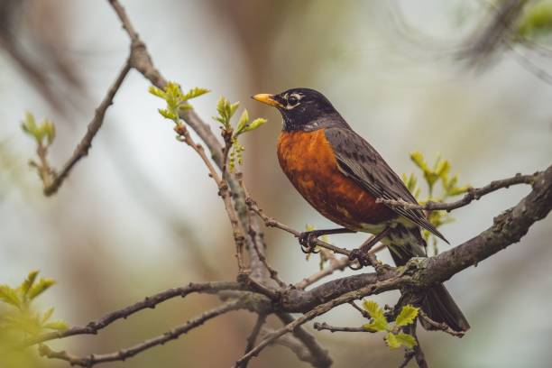 istock Closeup of an American robin on a tree branch in daylight 1443187432