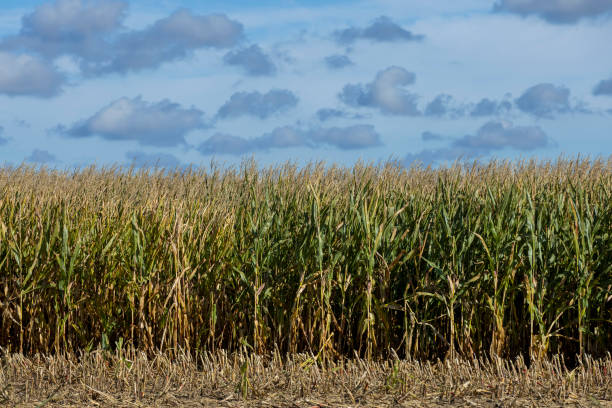 istock Ripe corn in the field in the summer 1443187539