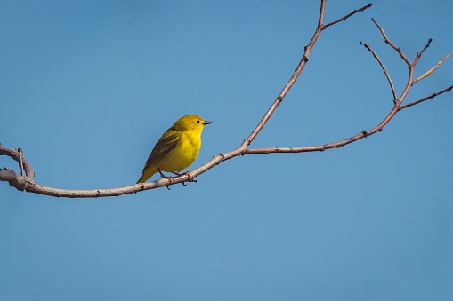 A low angle closeup of a beautiful yellow canary on a tree branch against a blue sky