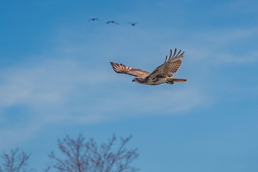 A scenic shot of a goshawk flying in the air with the blue sky in the background