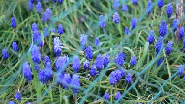 A closeup shot of blue Garden grape-hyacinths