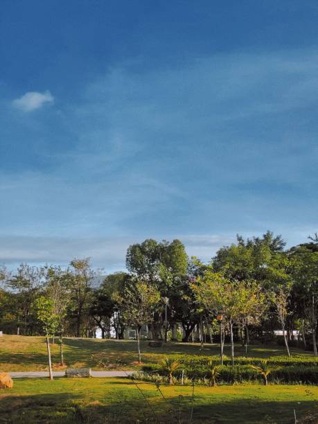 istock Vertical shot of a green park area under a blue sky 1443187866