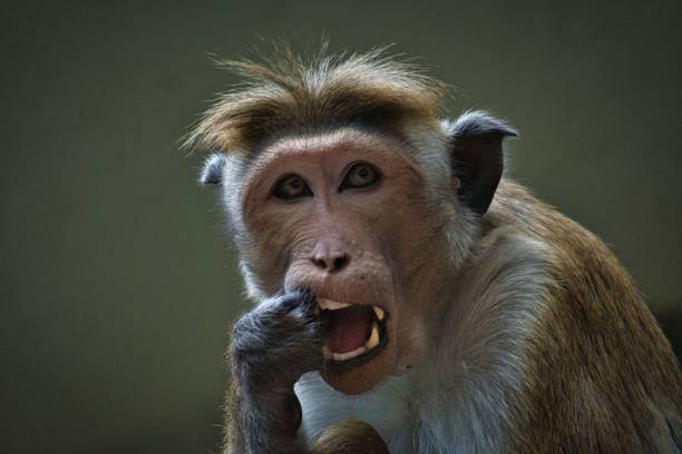 макака-резус сидит на ветке и мочится в зубы. фотография животного млекопитающего - brown capuchin monkey стоковые фото и изображения