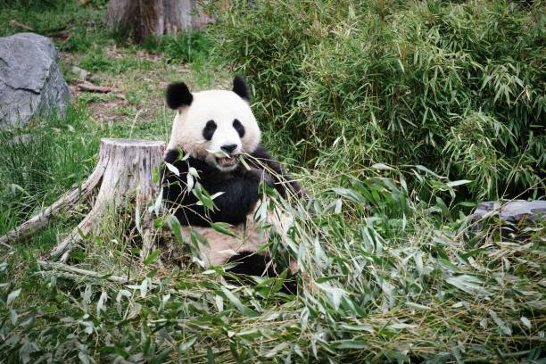 istock Cute black and white panda eating tree branches in a forest in daylight 1443188474