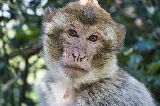 A closeup shot of the face of a monkey in park on bokeh background