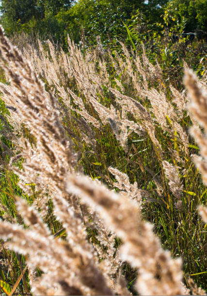 istock Fluffy Wild Flower Plants beautiful picture on your desktop 1443188881
