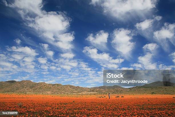 Zachwycającą Linię Zabudowy Namaqualand - zdjęcia stockowe i więcej obrazów Namaqualand - Namaqualand, Chmura, Dziki kwiat