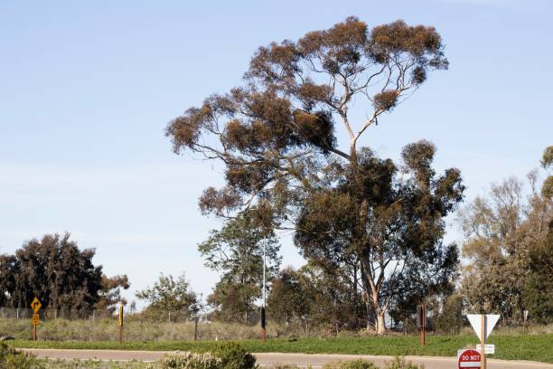 istock Landscape view of a highway surrounded by trees 1443189035