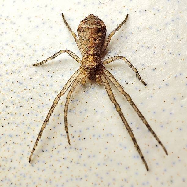 istock Macro shot of a spider isolated on a white background 1443189062