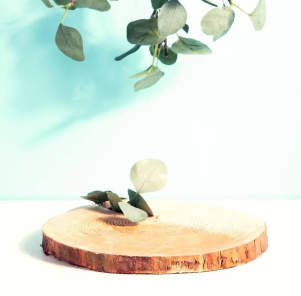 istock Wood podium saw cut of tree on blue background with eucalyptus. 1443189113