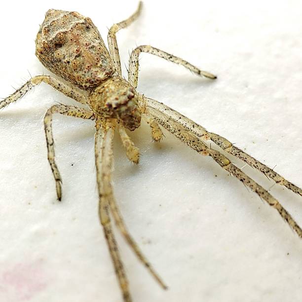 istock Close-up image of a spider 1443189169