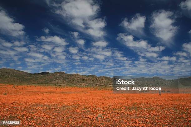 Namaqualand Splendor Stock Photo - Download Image Now - Namaqualand, Agricultural Field, Awe