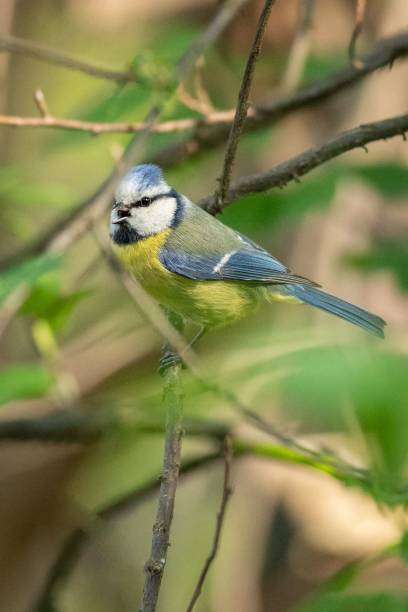 istock Closeup shot of a Eurasian blue tit 1443189461