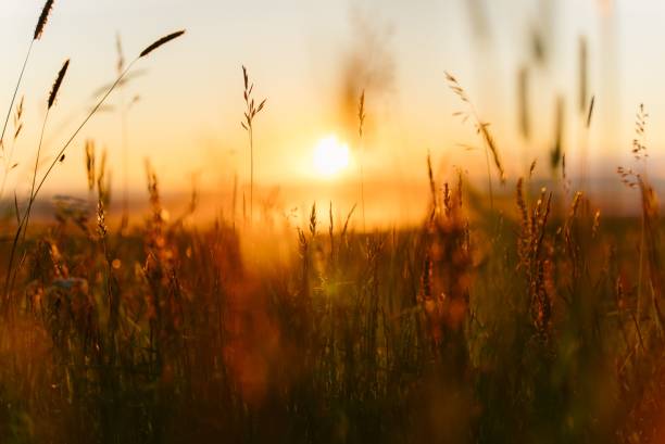 istock Selective focus shot of a sunset over a barley field 1443189506