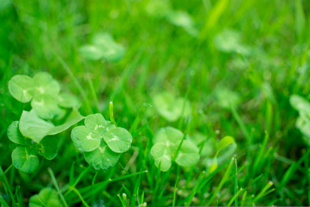 istock green clover leaves background with some parts in focus 1443190149