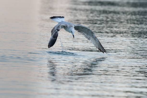 istock Closeup shot of a seagull catching 1443190274