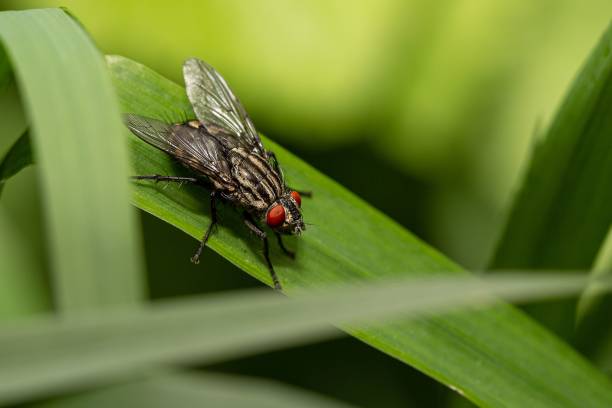 istock Macro shot of a fly on a leaf 1443190324